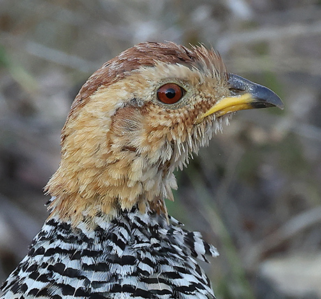 Coqui Francolin male head